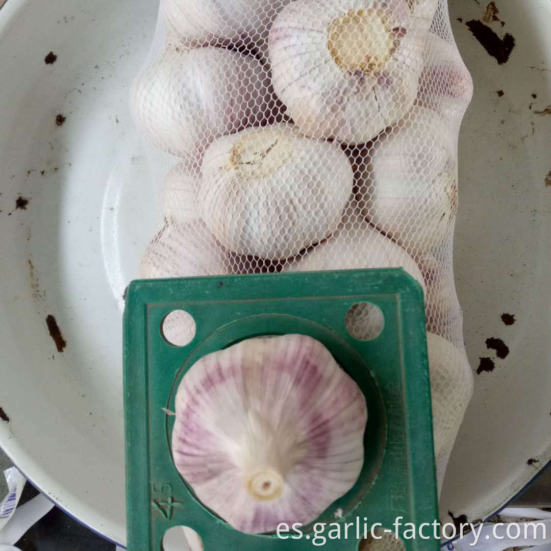 Best quality bulk Fresh Natural Garlic